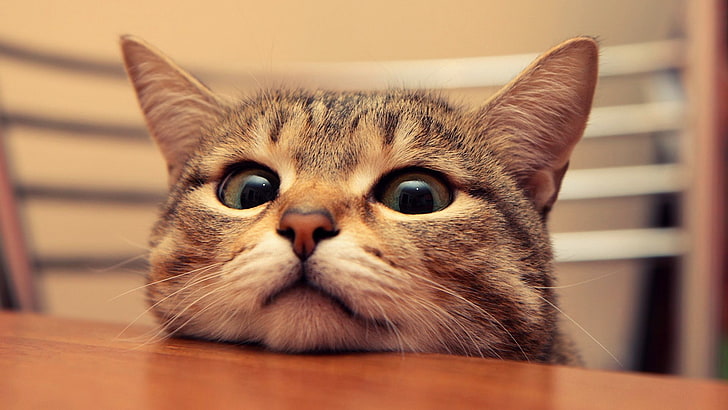 KEDİLERDE KRONİK BÖBREK YETMEZLİĞİ (KBY)