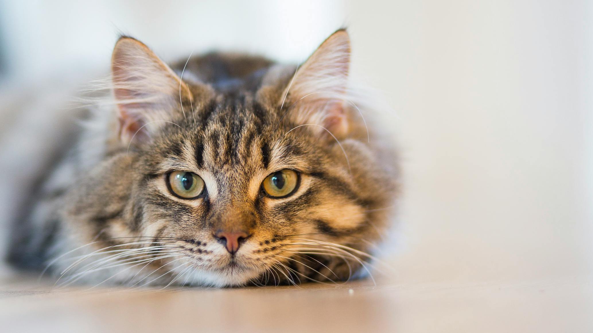 KEDİLERDE TÜY YUMAKLARI: SESSİZ BİR TEHDİT